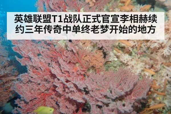 英雄联盟T1战队正式官宣李相赫续约三年传奇中单终老梦开始的地方